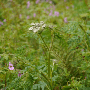 Bhutkeshi