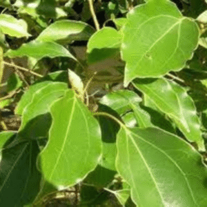 Karpoor