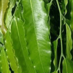 Kasthdaaru