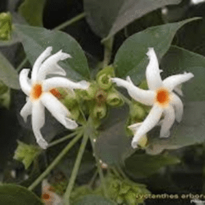 Paarijaat