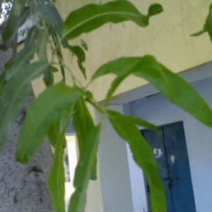 Rohitak