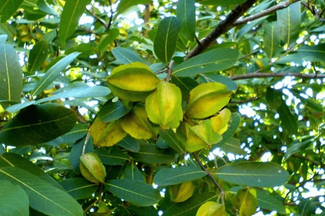 Arjuna Bark- Asli Ayurveda